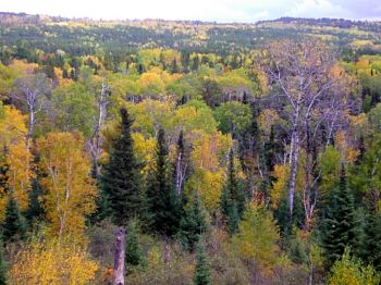 RiverCentre_Blog_Historical_Woods